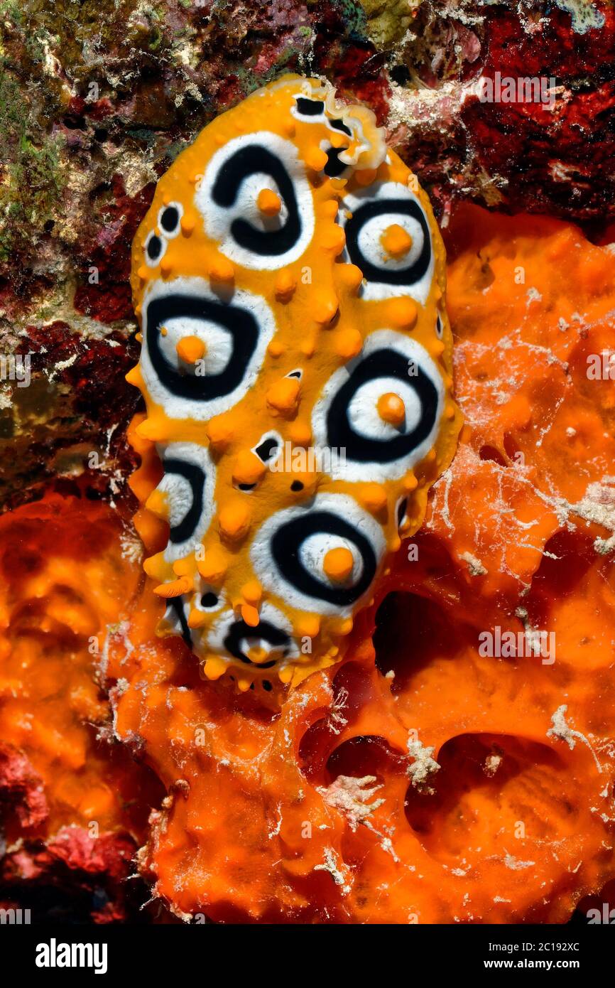 Ocellate Phyllidia - Phyllidia ocellata Stock Photo