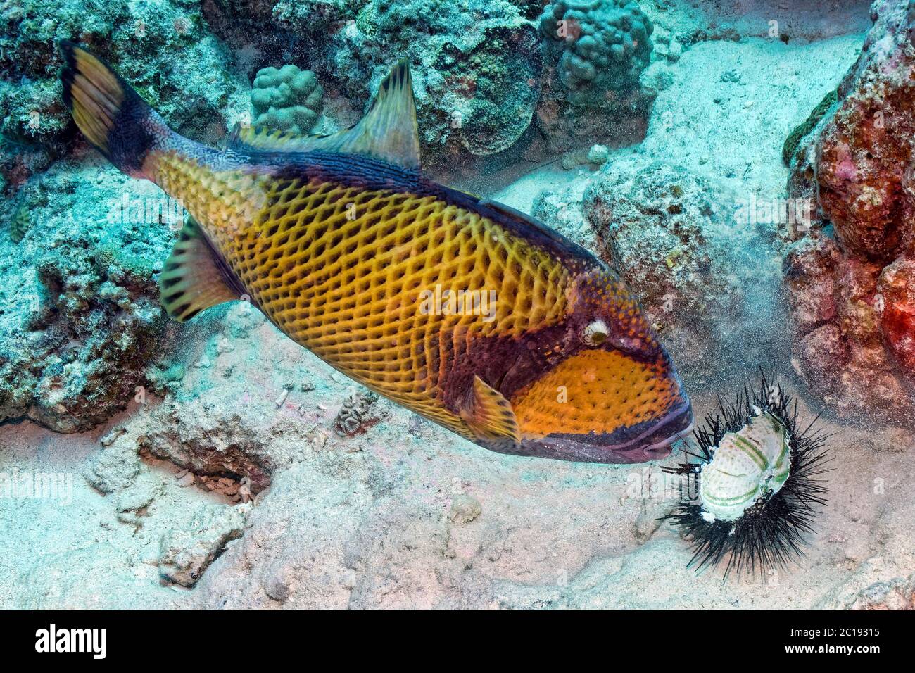 Titan triggerfish - Balistoides viridescens Stock Photo