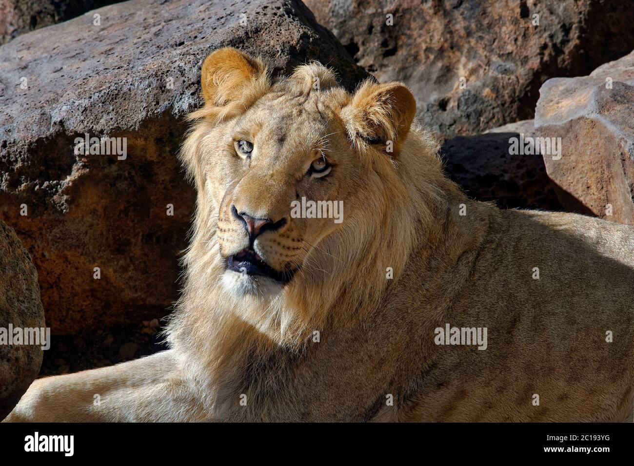Big cat panthera hi-res stock photography and images - Alamy