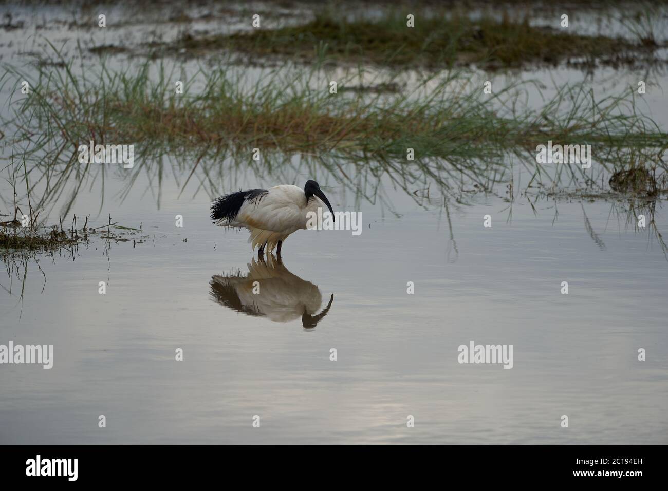 African sacred ibis Threskiornis aethiopicus wading bird Kenya Threskiornithidae in Ancient Egypt linked to the god Thoth Stock Photo