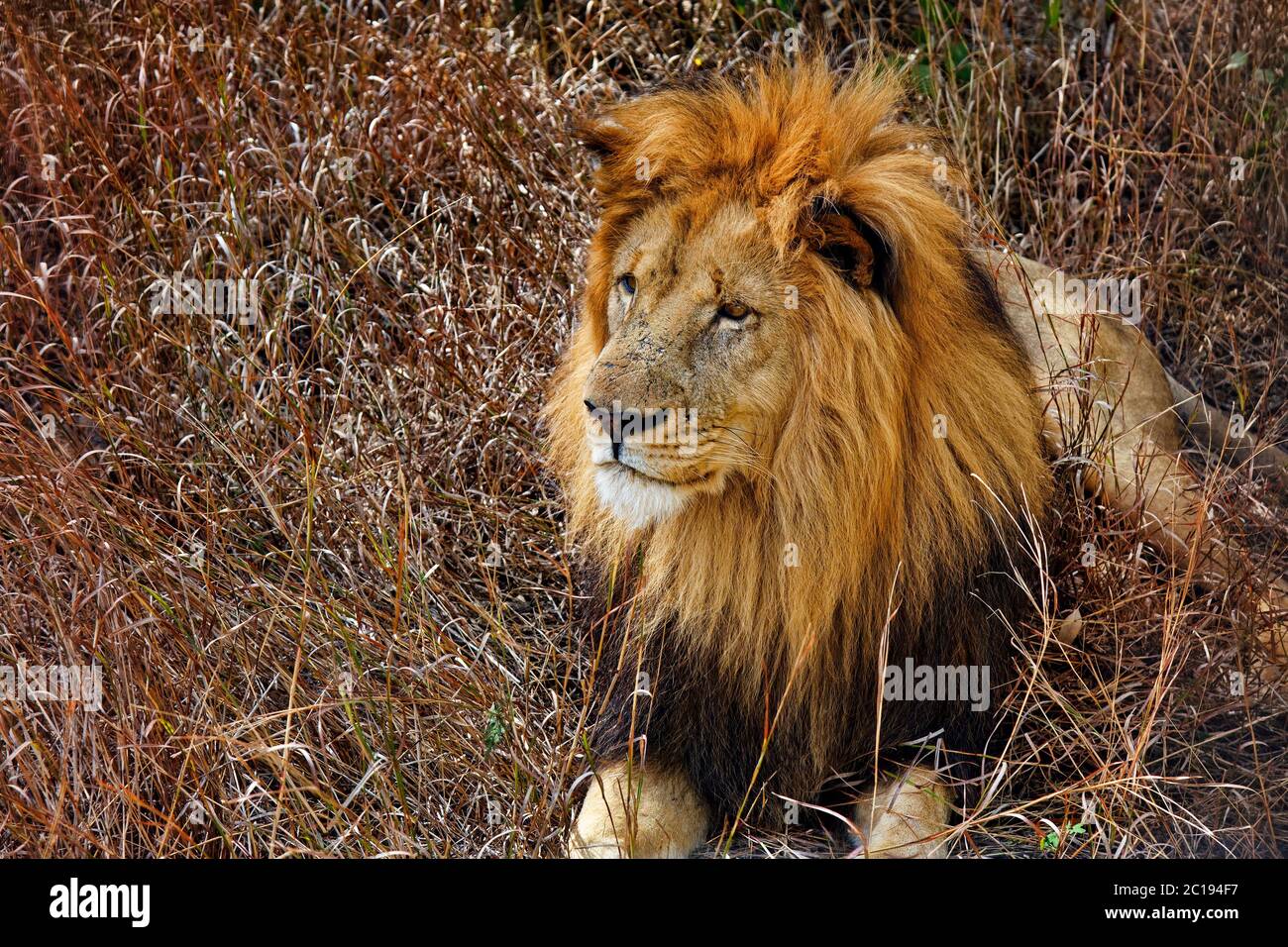 African lion - Panthera leo Stock Photo - Alamy