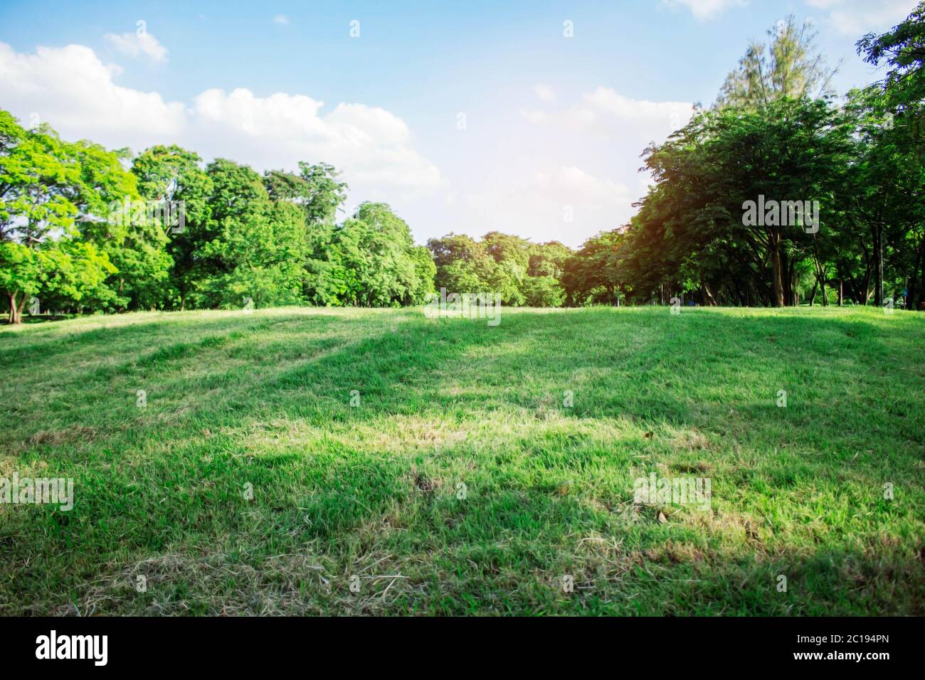lawn and trees with blue sky Stock Photo - Alamy
