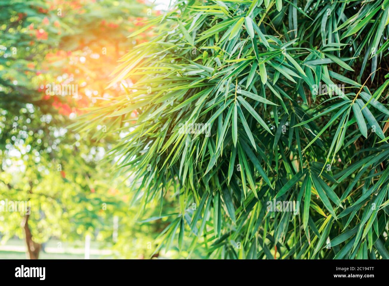 Bamboo with sun shining Stock Photo Alamy