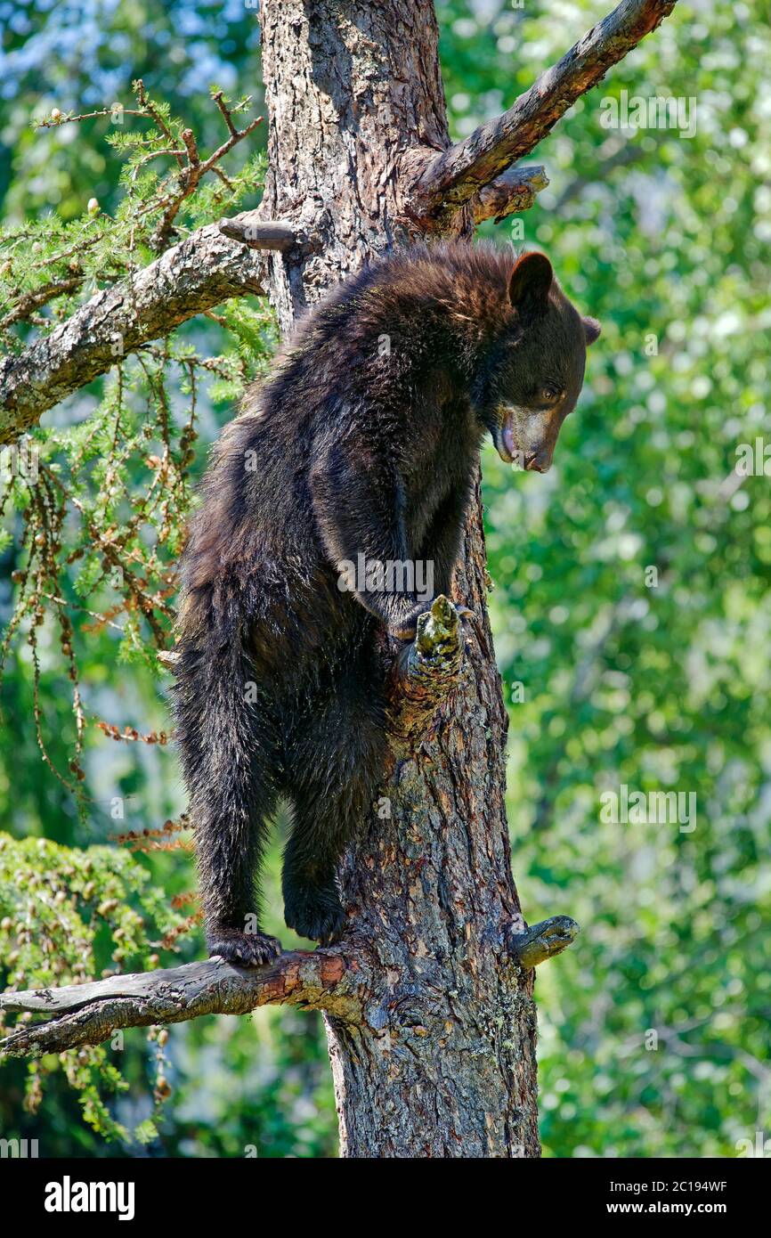Black bear - Ursus americanus Stock Photo
