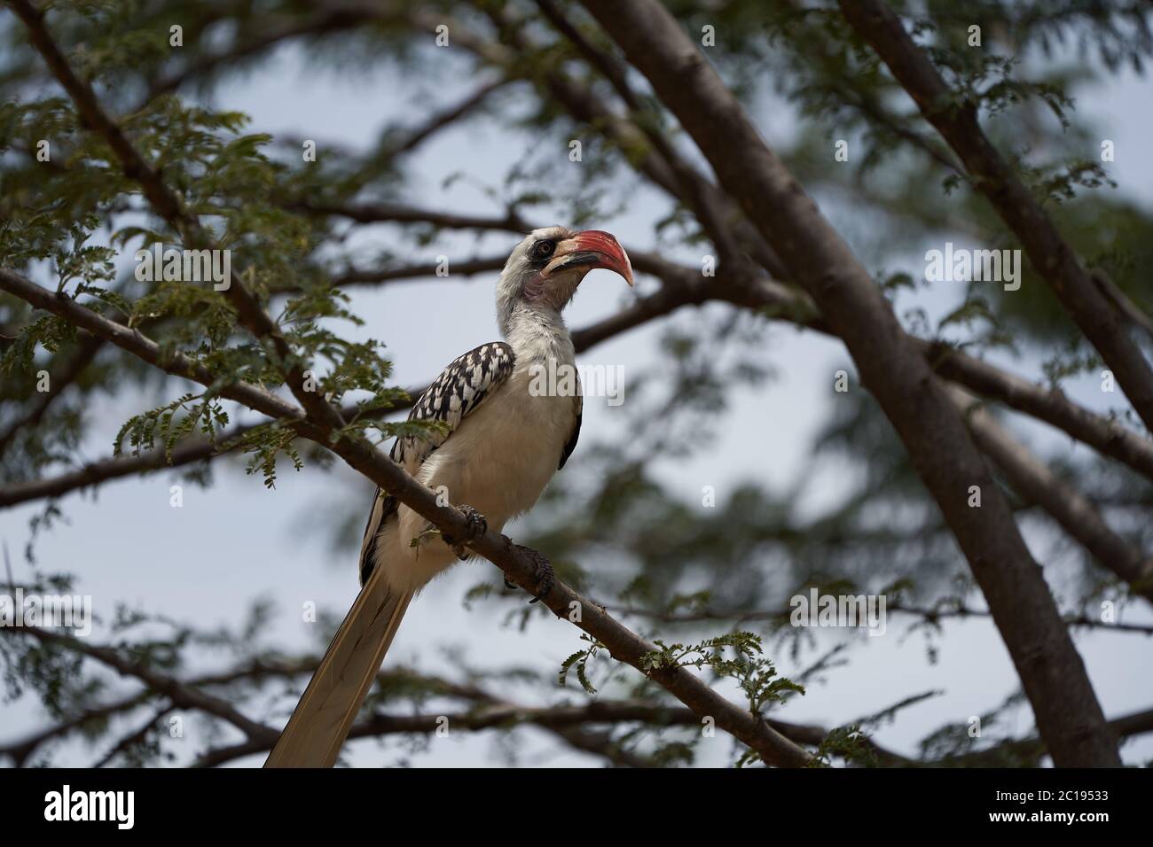 Northern Red Billed Hornbill Tockus Erythrorhynchus Portrait Africa Stock Photo