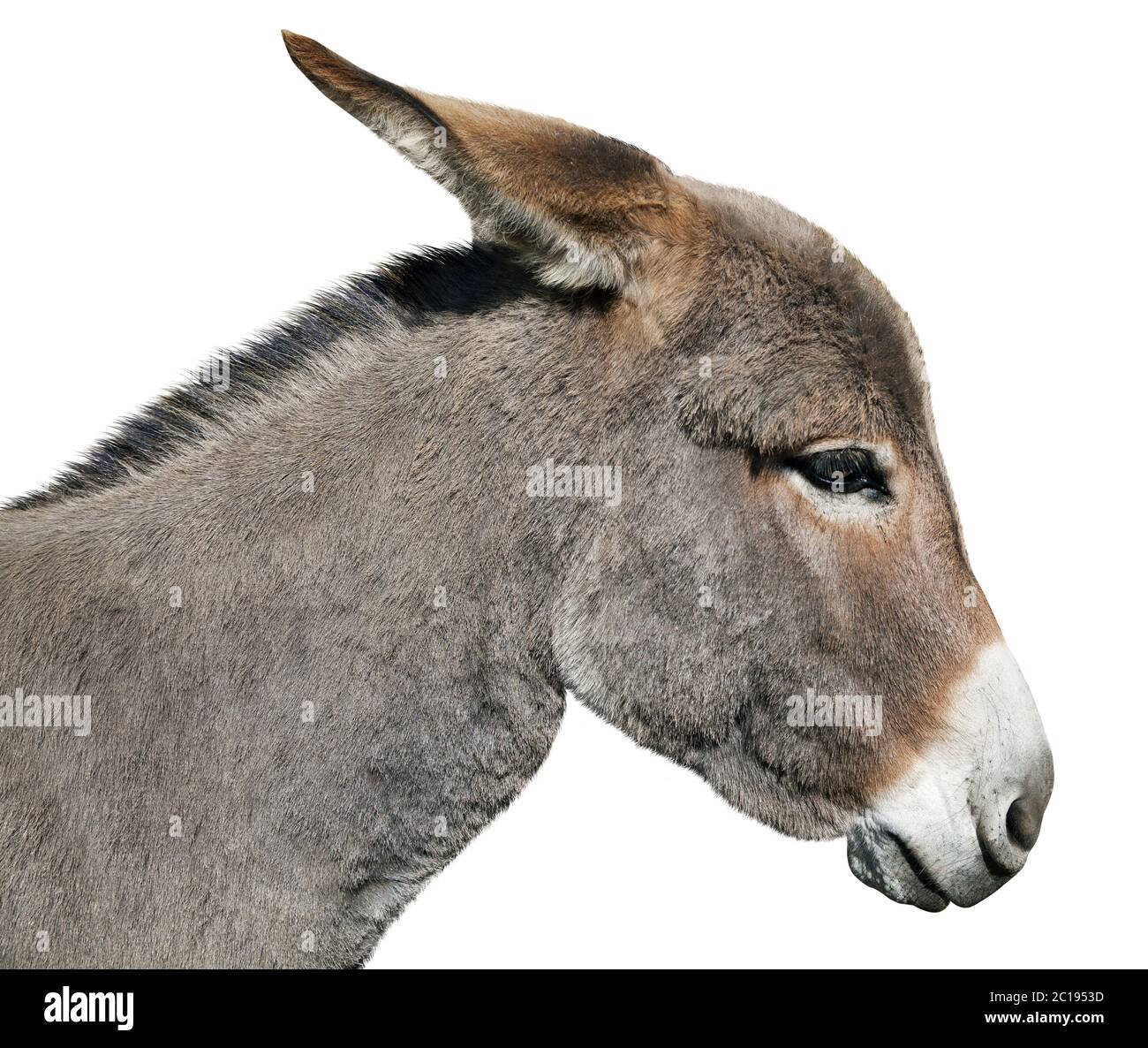 Donkey isolated on white background Stock Photo