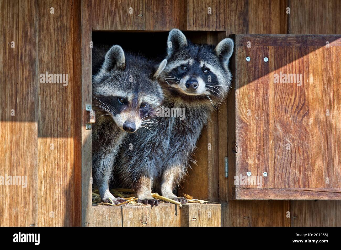 Raccoons - Procyon lotor Stock Photo