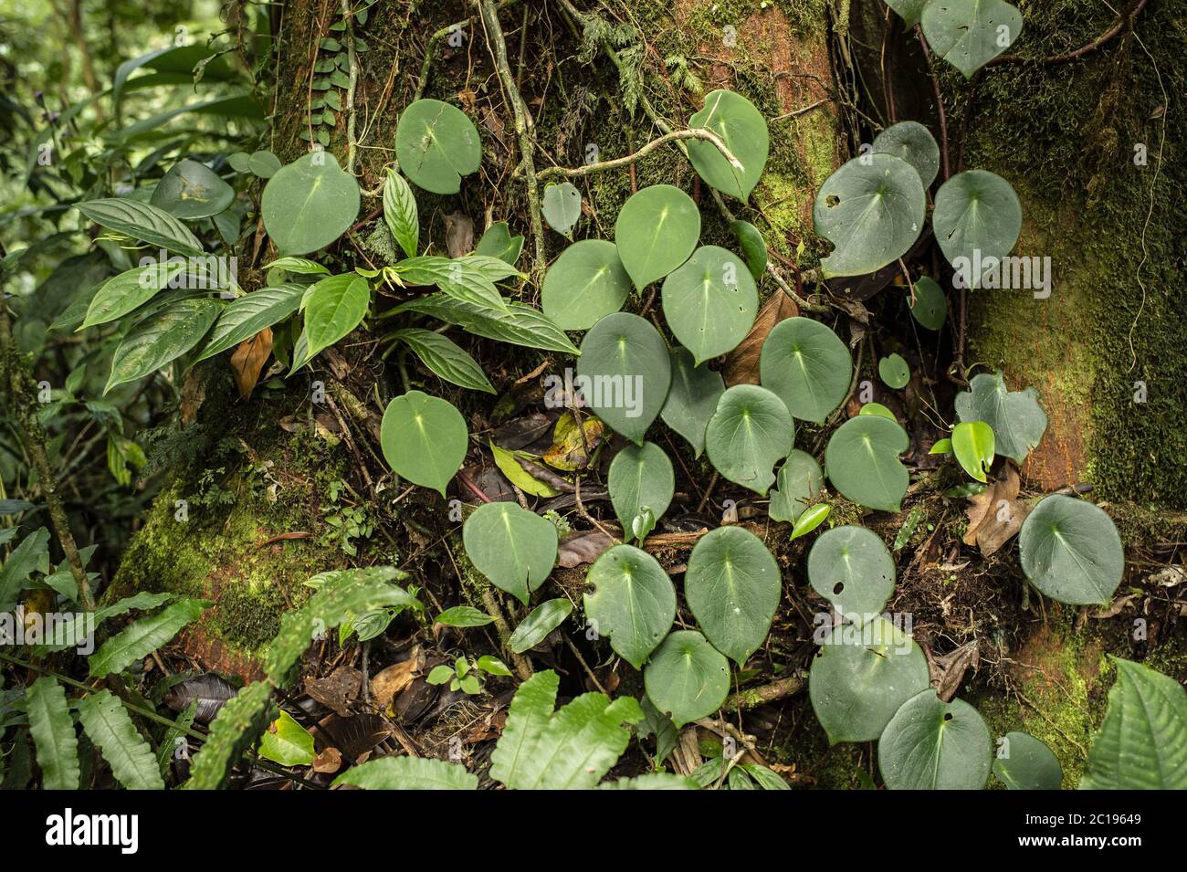 Epiphyte plant, Peperomia peltilimba, Piperaceae, Santa Elena Biological Reserve, Costa Rica, Centroamerica Stock Photo