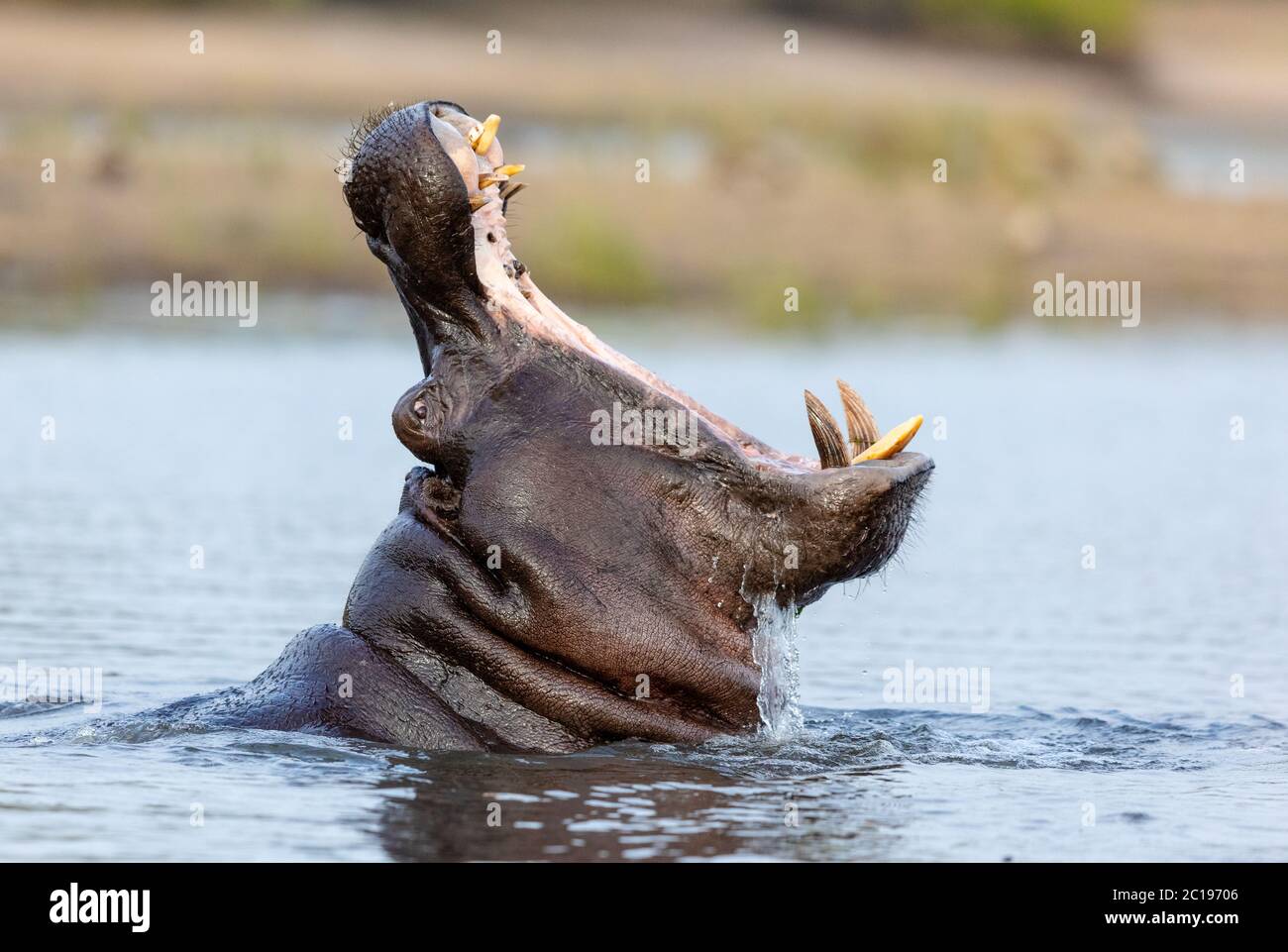 A closeup portrait of a hippo yawning with his mouth wide open in Chobe River Botswana Stock Photo