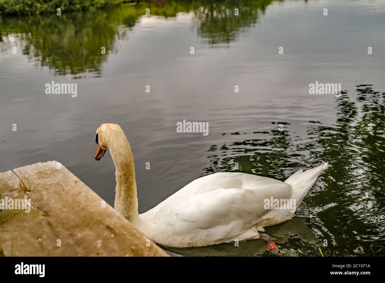 Mute swan (cygnus olor) swimming in the River Bure in the Norfolk village of Coltishall Stock Photo