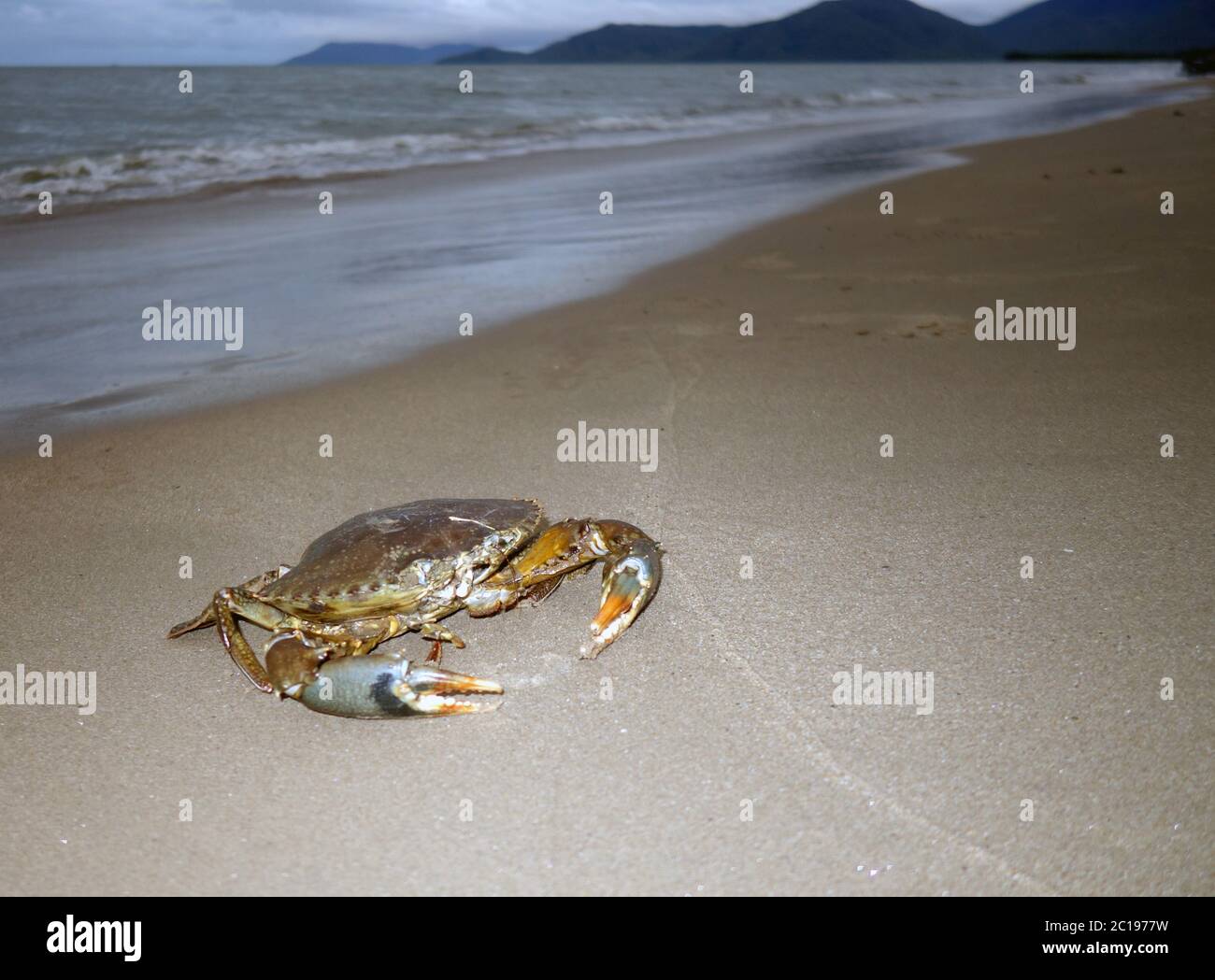 Large mud crab (Scylla serrata) on Machan's Beach, Cairns, Queensland, Australia Stock Photo