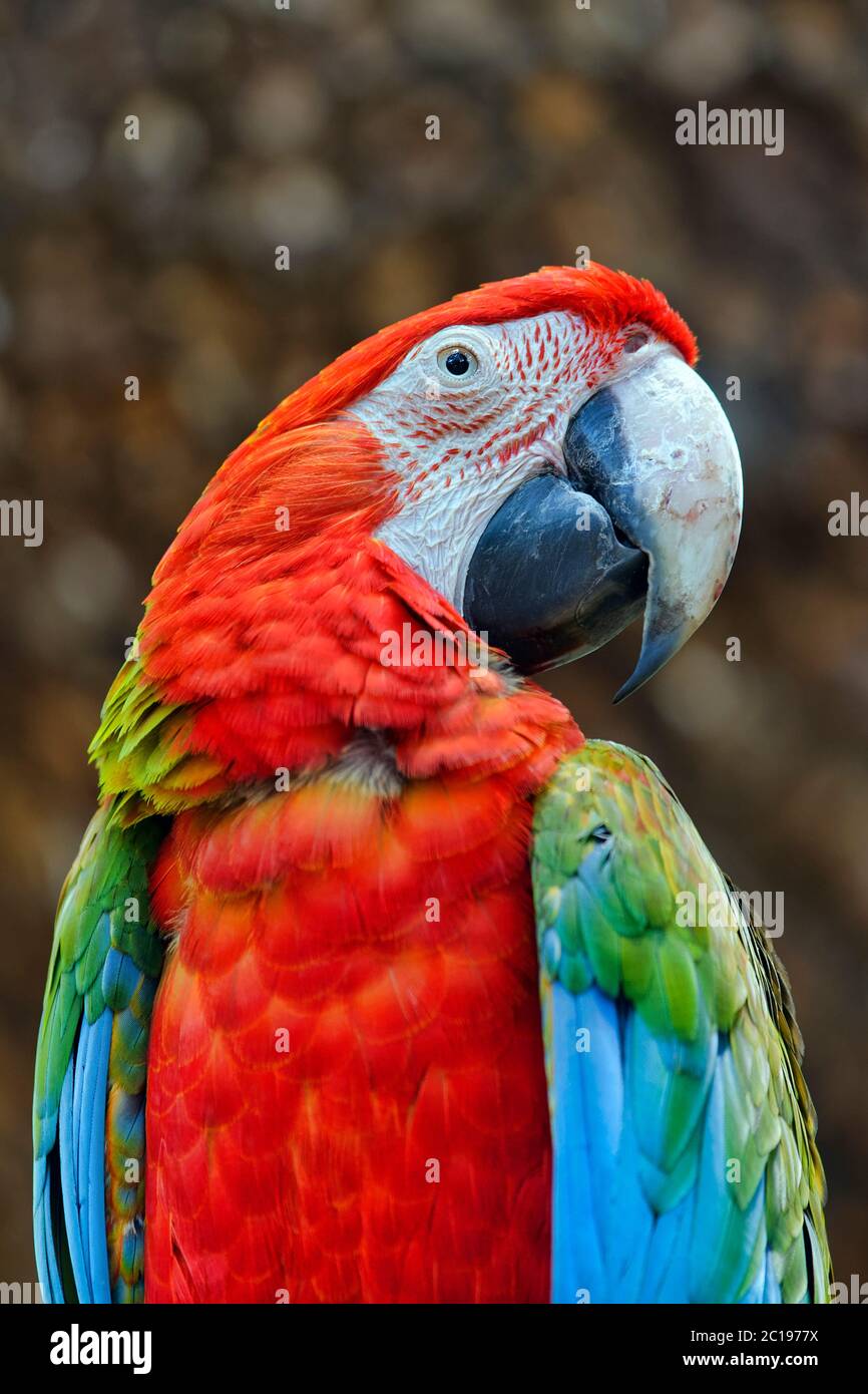 Green-winged macaw - Ara chloropterus Stock Photo