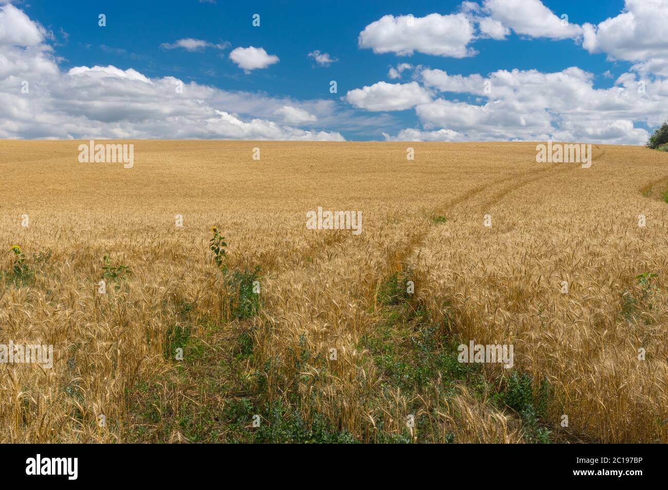 Summer landscape with ruts in ripe wheat field near Dnipro city, central Ukraine Stock Photo