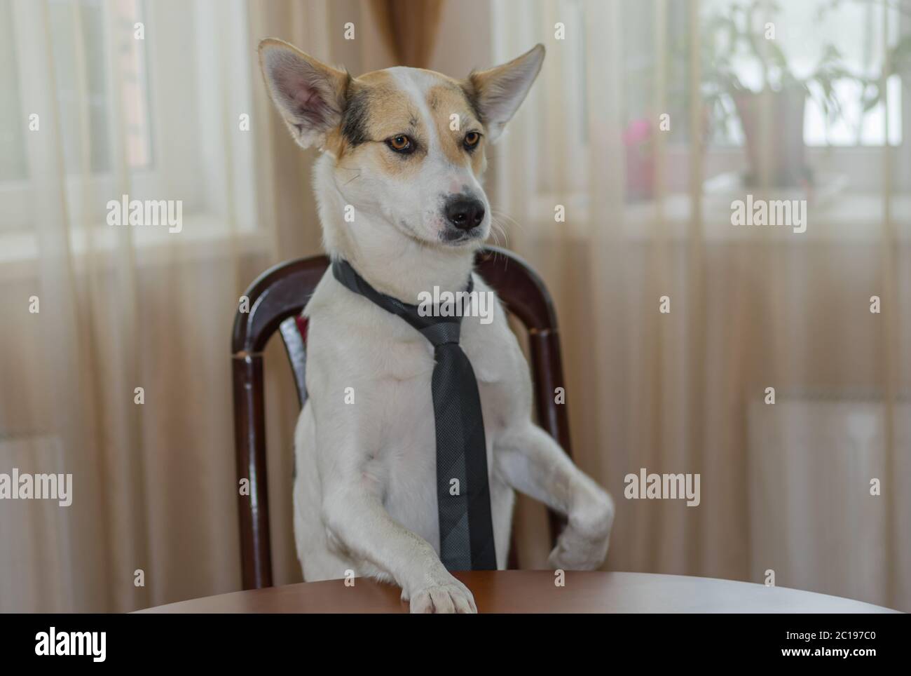 Indoor portrait of white mixed-breed dog wearing necktie that looking as big boss while sitting on a chair at the table Stock Photo