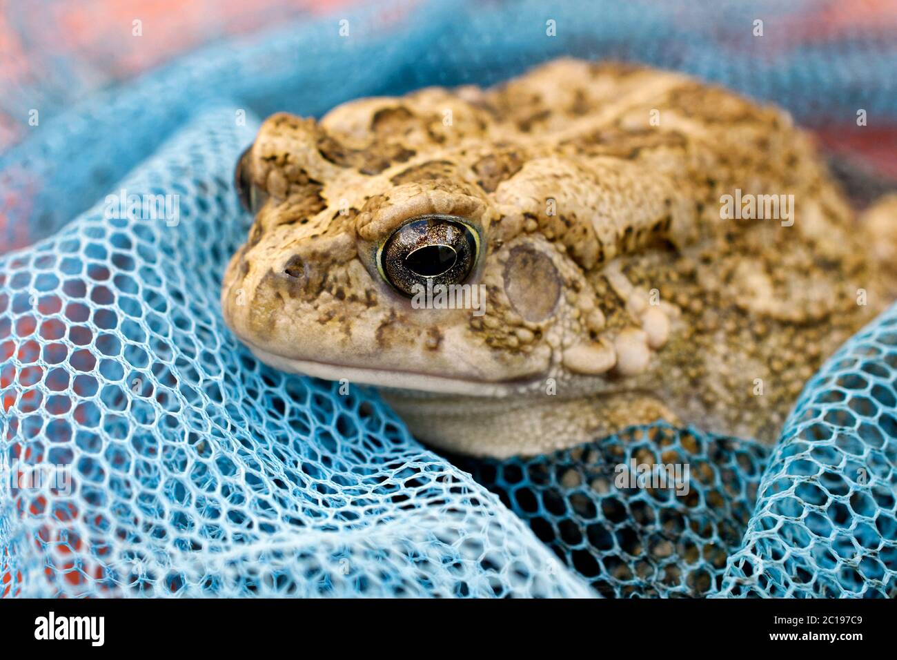 Guttural toad - Bufo gutturalis Stock Photo