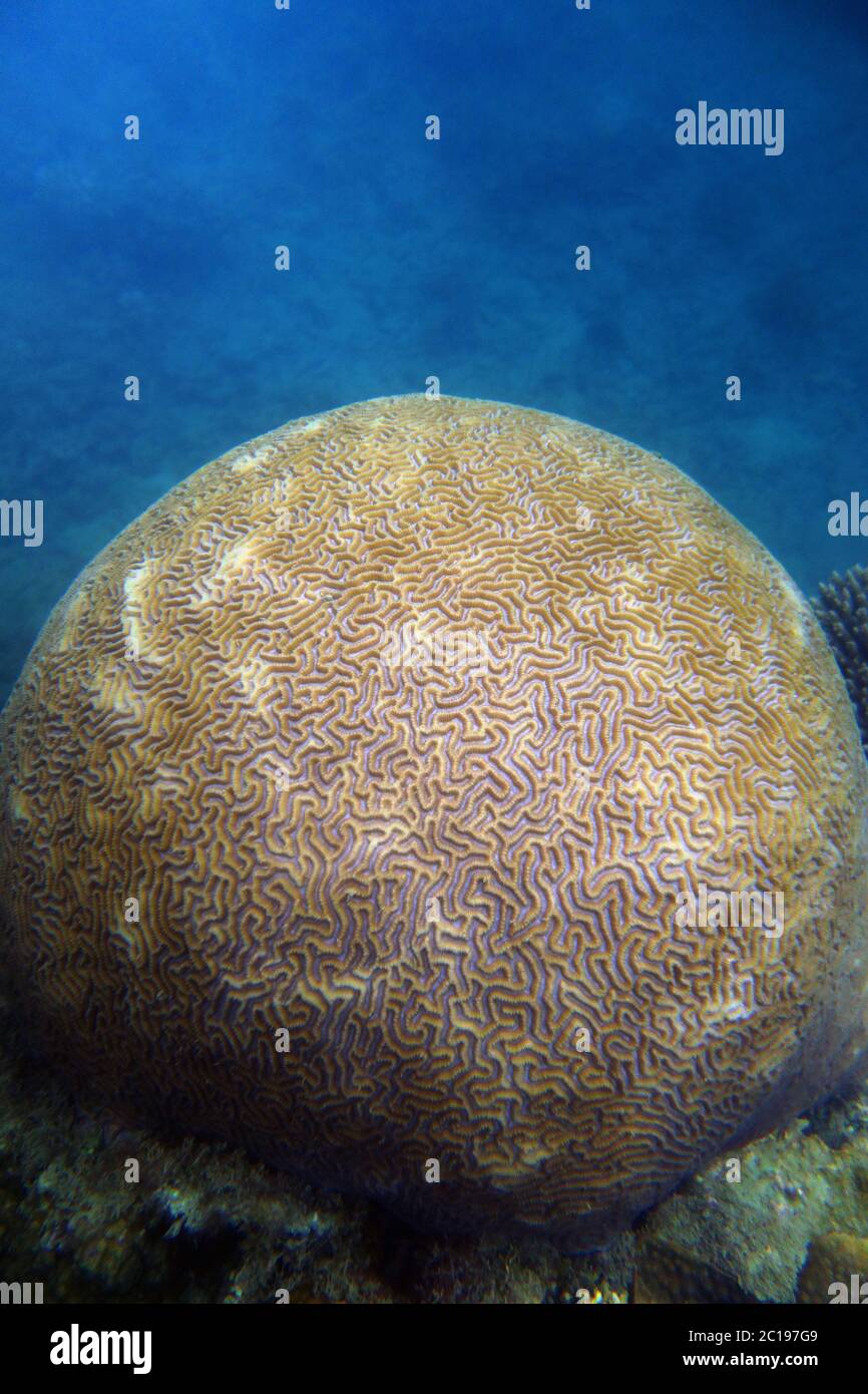 Detail of healthy Platygyra? coral underwater, Great Barrier Reef, Queensland, Australia Stock Photo