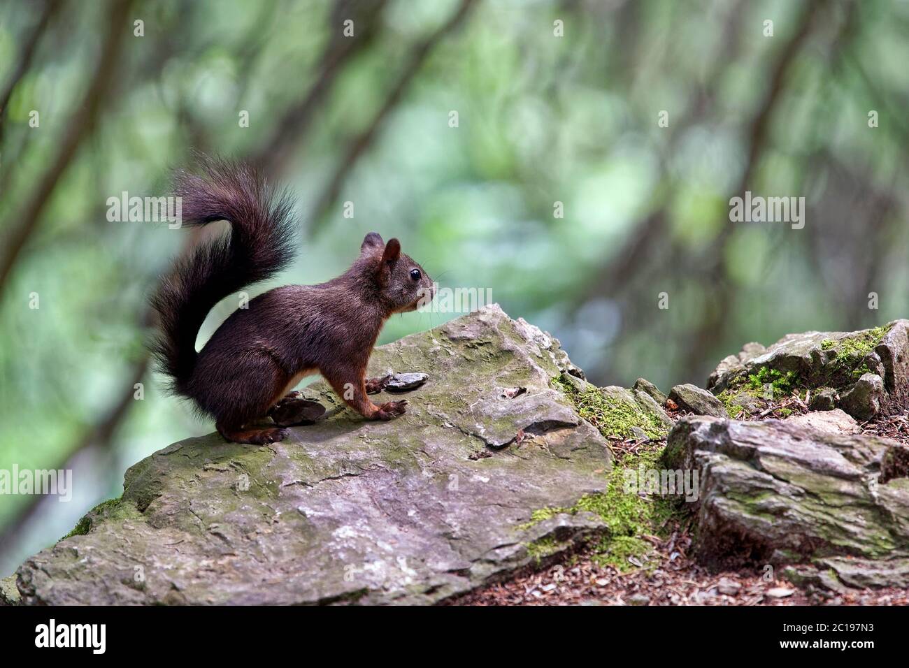Red squirrel - Sciurus vulgaris Stock Photo