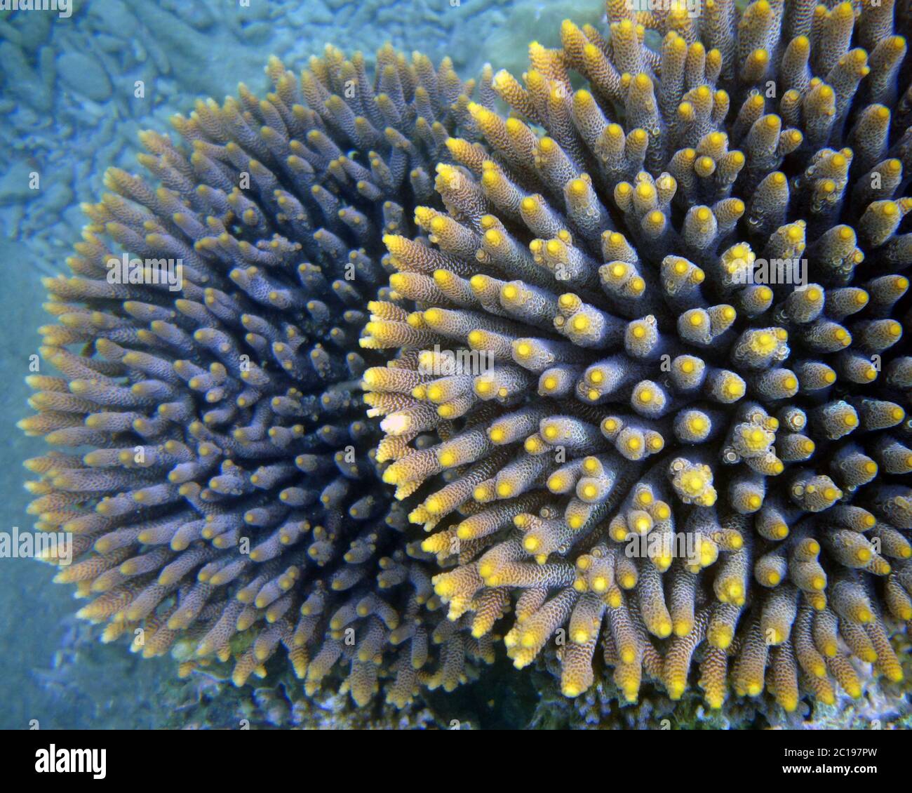 Detail of healthy Acropora coral colonies underwater, Great Barrier Reef, Queensland, Australia Stock Photo