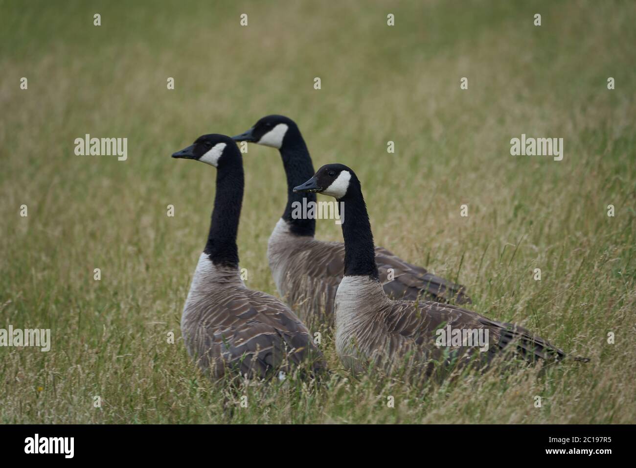 Canada goose Branta canadensis a large wild goose Portrait Stock Photo