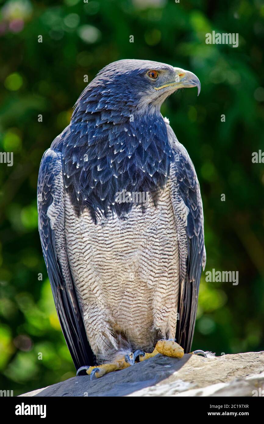Eagles-Blue Eagles-Blue