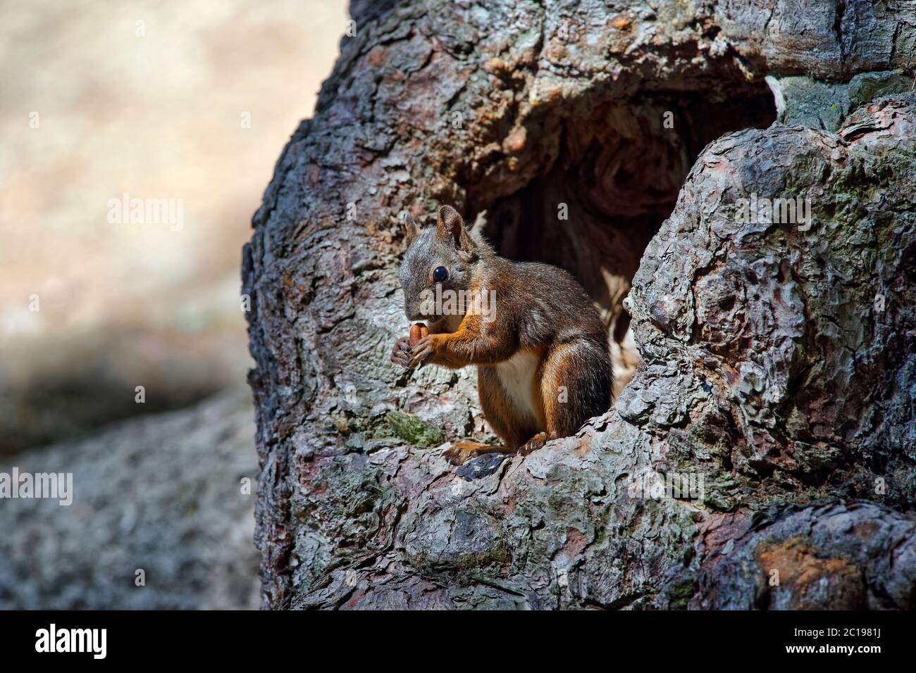 Red squirrel - Sciurus vulgaris Stock Photo