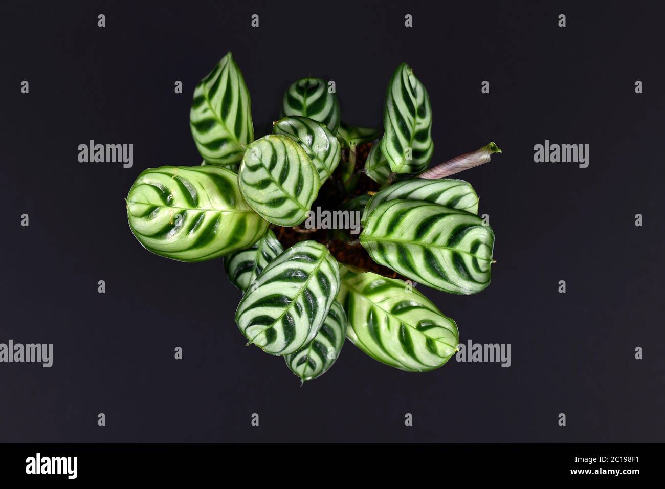 Tropical 'Ctenanthe Burle Marxii' house plant with exotic stripe pattern on leaves on dark black background Stock Photo