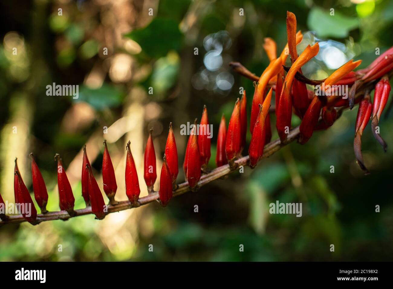 Flower of Pitcairnia brittoniana,  Bromeliaceae, Santa Elena Biological Reserve, Costa Rica, Centroamerica Stock Photo