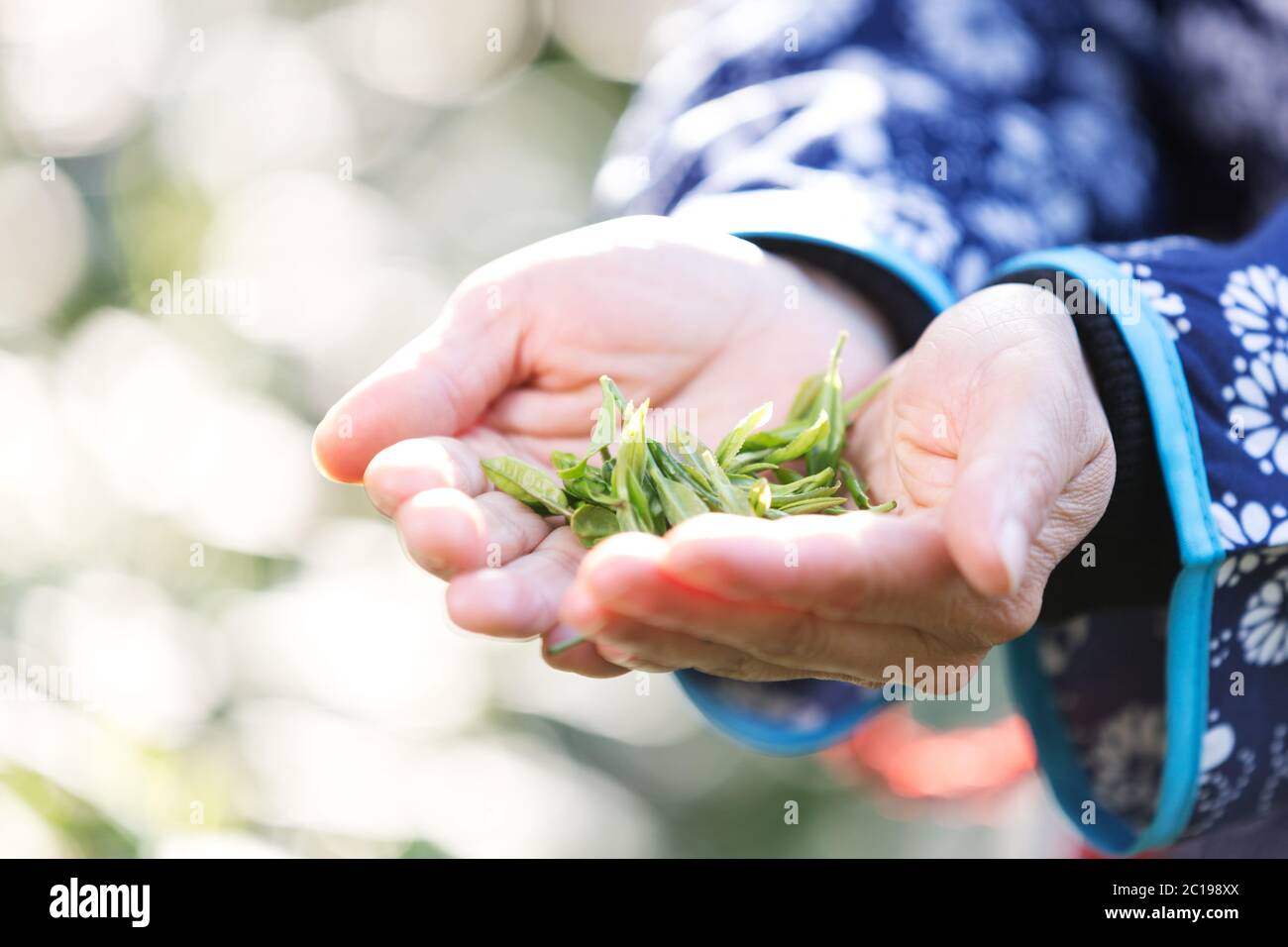 woman's hand holds green tea leaf Stock Photo