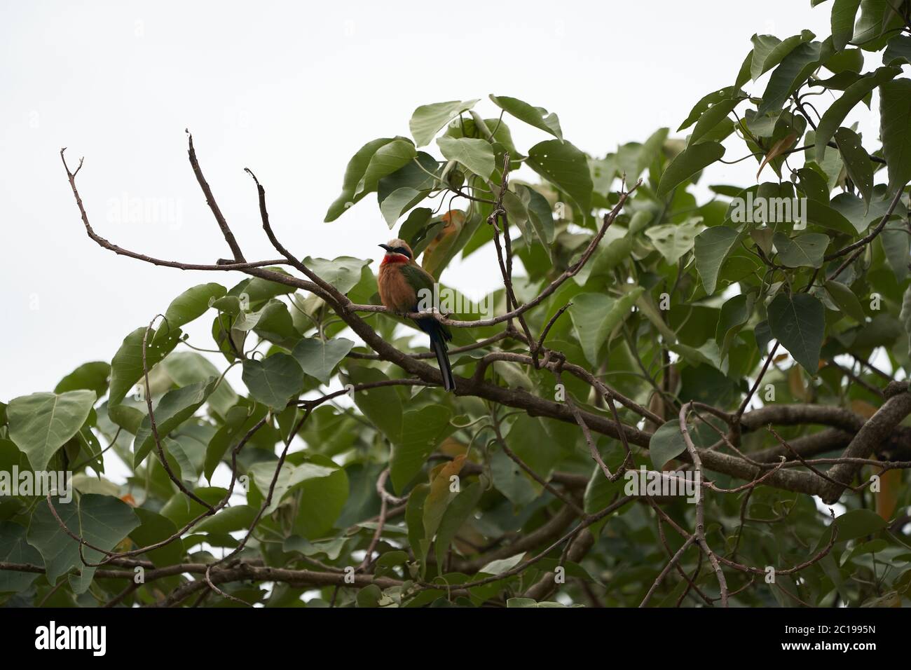 White fronted bee eater Merops bullockoides Africa Tree Stock Photo