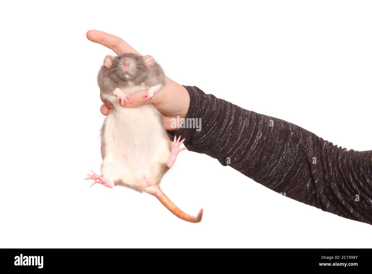 Hands of young woman with cute rat on white background Stock Photo ...