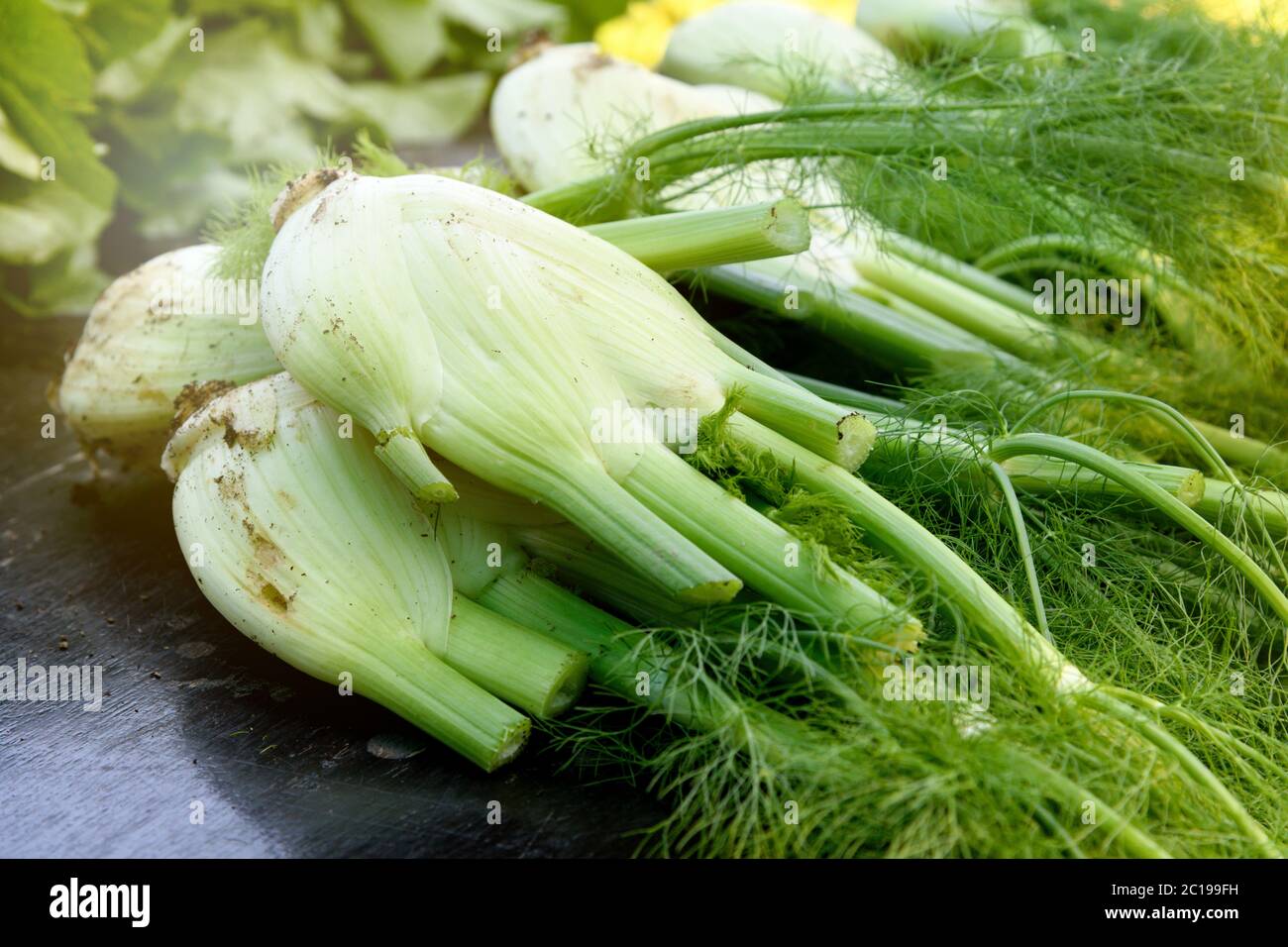Crop of healthy freshly harvested fennel at a farmers market displayed outdoors on a table in close up Stock Photo