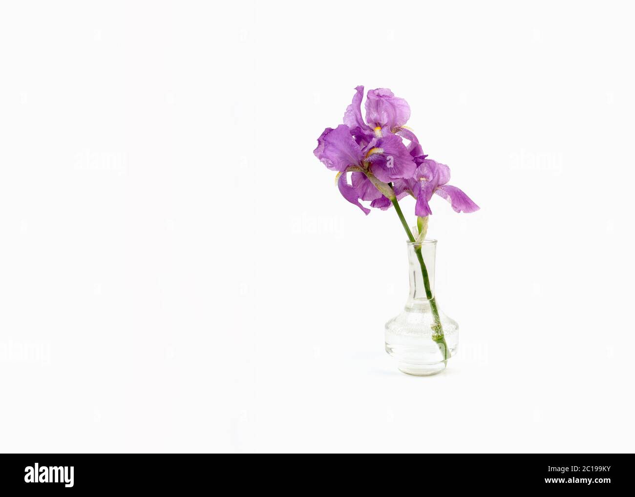 Still life with a beautiful fresh spring flower purple Iris in a glass vase bottle isolated on white background. Minimal art composition. Stock Photo