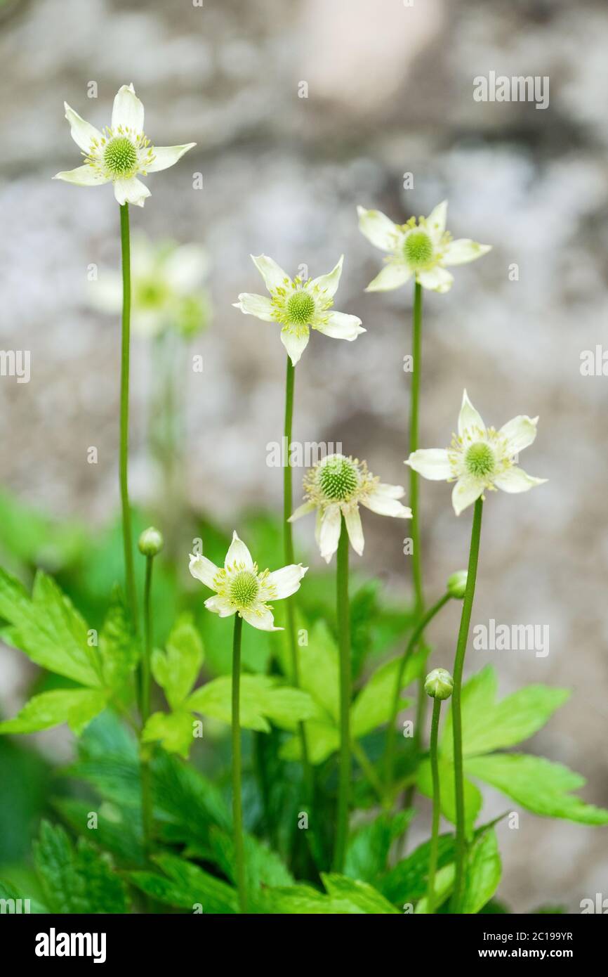 Star-shaped white flowers of Anemone virginiana or Thimbleweed, Tall Thimbleweed or Tall Anemone Stock Photo