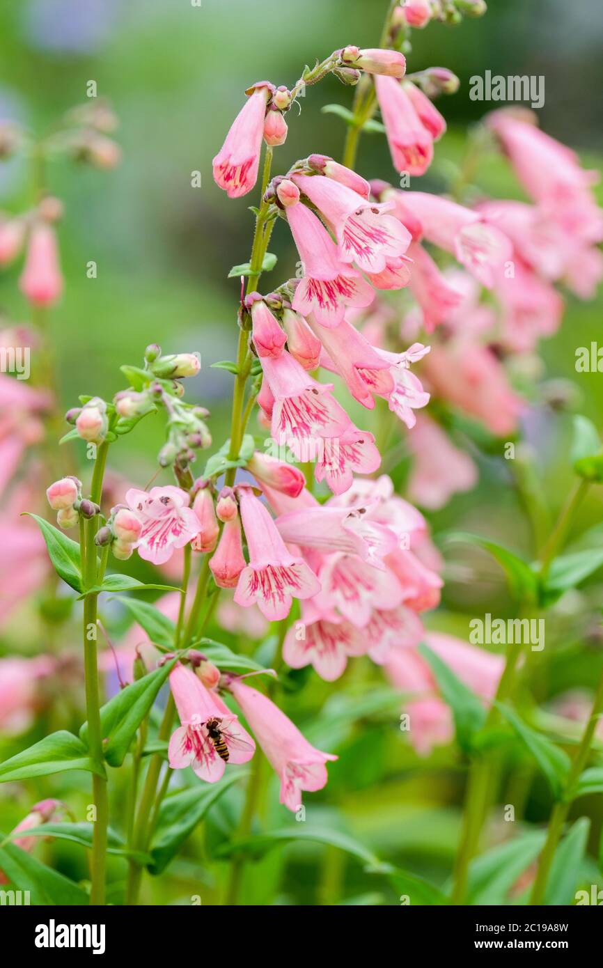 Pink, foxglove-like flowers of penstemon 'Hidcote Pink', beard tongue 'Hidcote Pink' Stock Photo