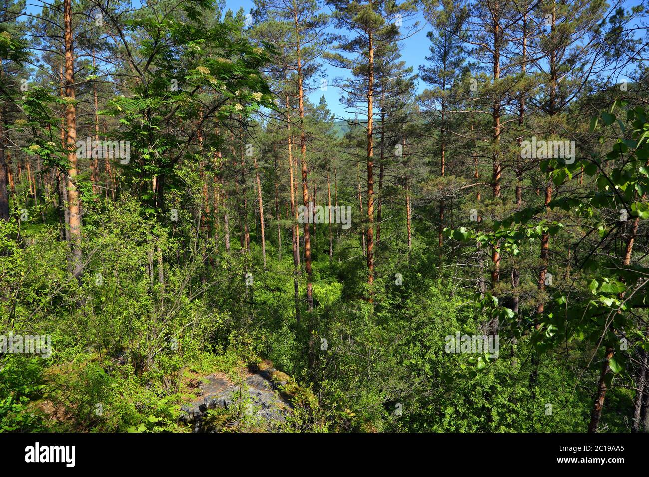forest landscape in russian taiga Stock Photo
