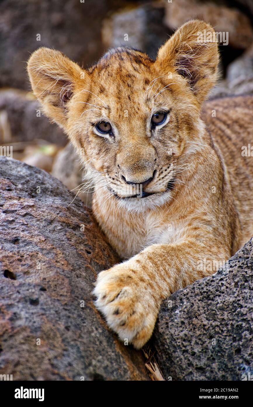 African lion cub hi-res stock photography and images - Alamy