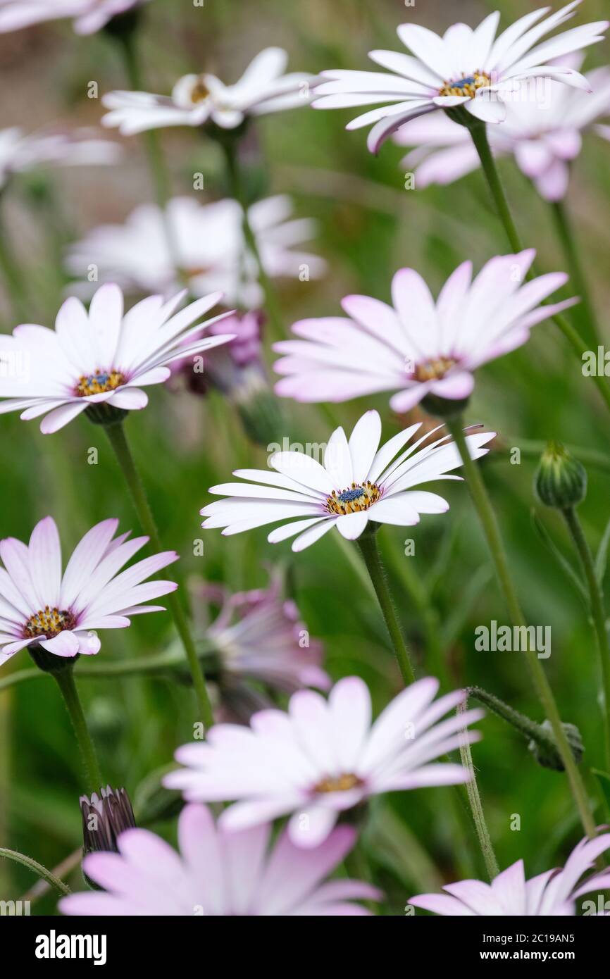 A bouquet of white colored daisy flowers with green centers. There are some  small rose colored flowers mixed into the bunch. Selective focus on the  foreground Stock Photo - Alamy
