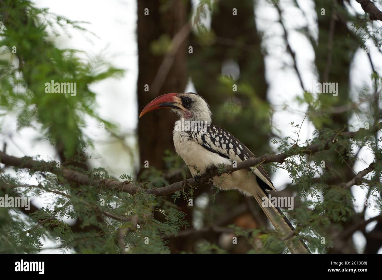 Northern Red Billed Hornbill Tockus Erythrorhynchus Portrait Africa Stock Photo