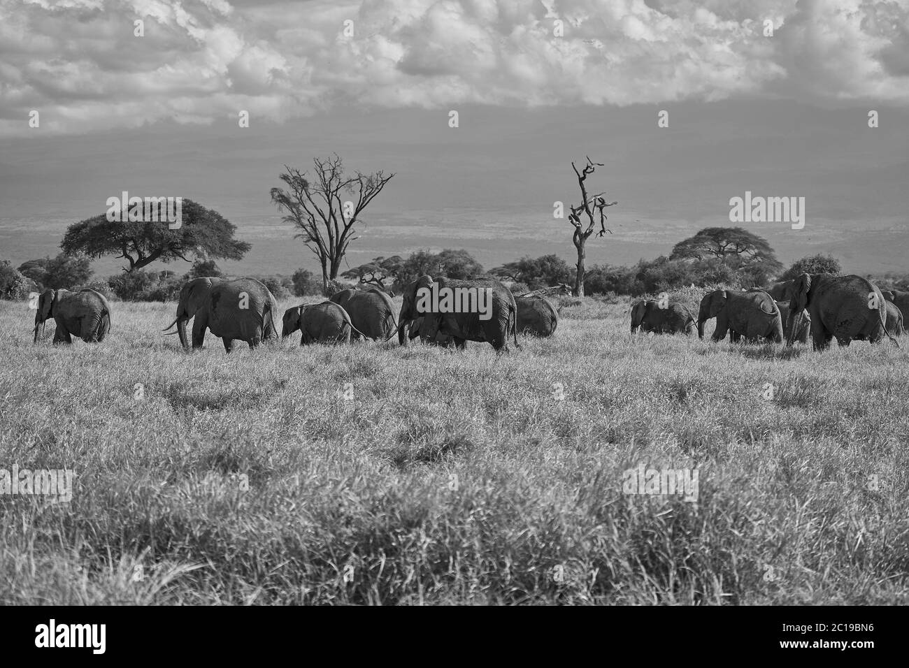 Elephant Group Amboseli - Big Five Safari -Kilimanjaro African bush