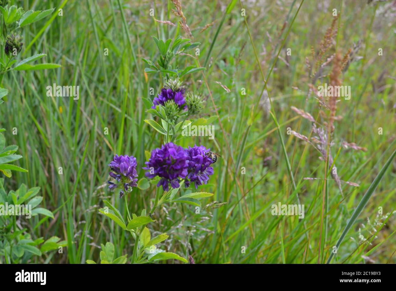 Flowering alfalfa, also called lucerne, an ancient crop for feeding