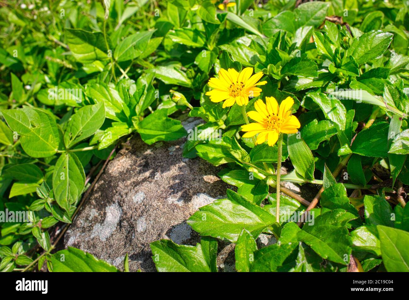 Isolated wedelia flowers, sphagneticola trilobata, with green blurry background Stock Photo