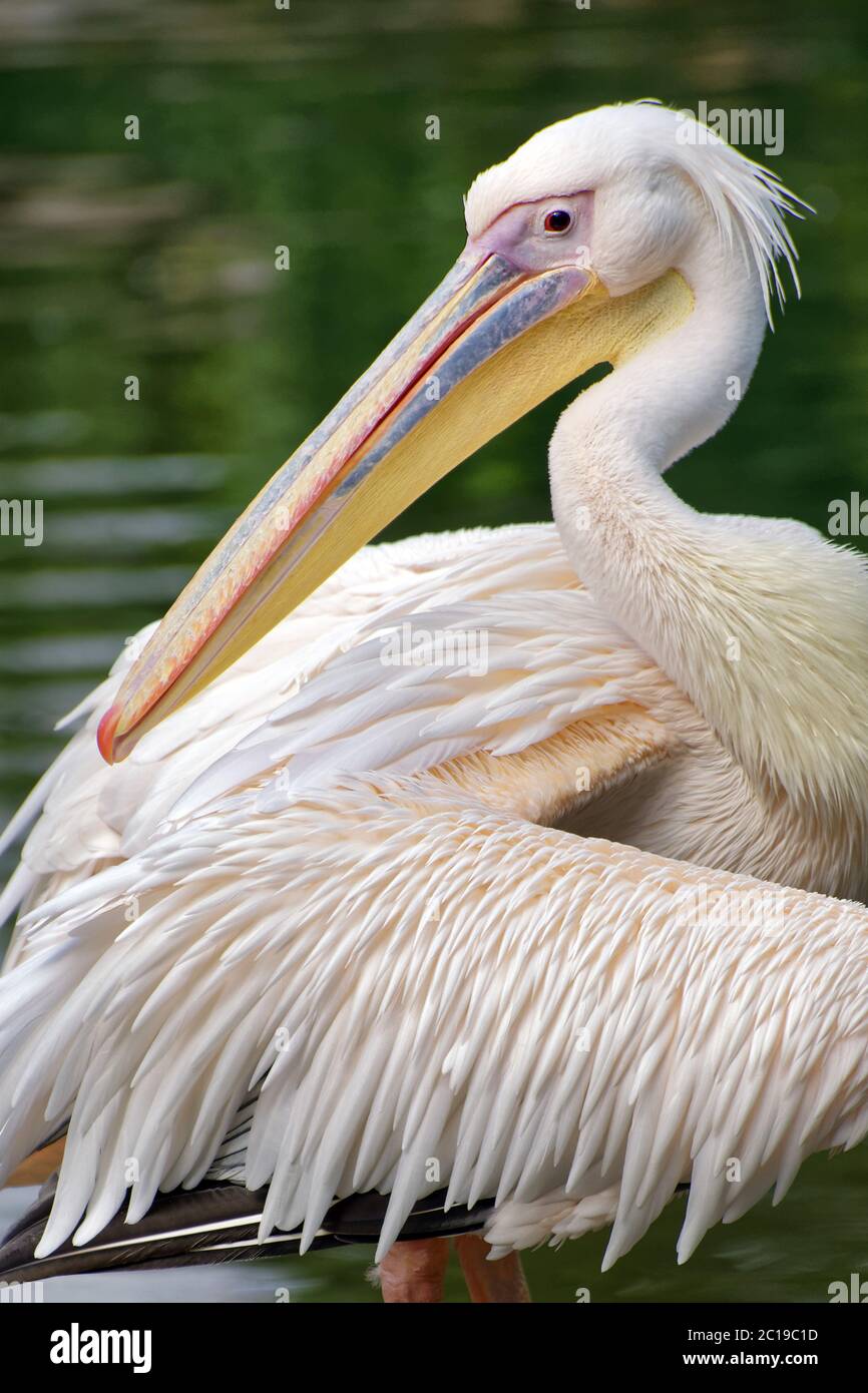 Great white pelican - Pelecanus onocrotalus Stock Photo