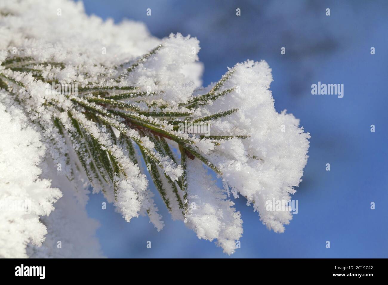 Pine-tree branch covered with frost Stock Photo - Alamy