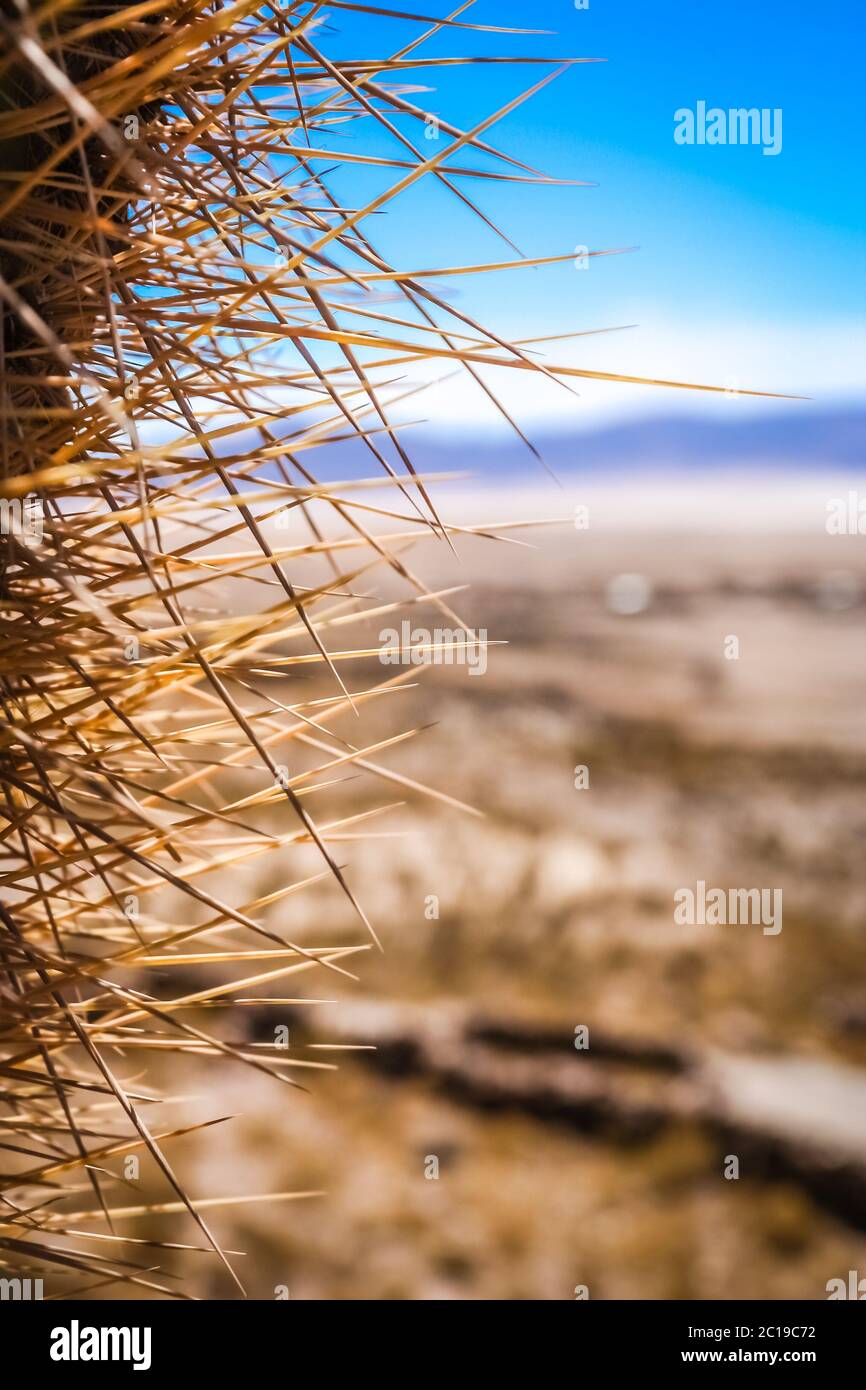 Close up of sharp cactus thorns Stock Photo