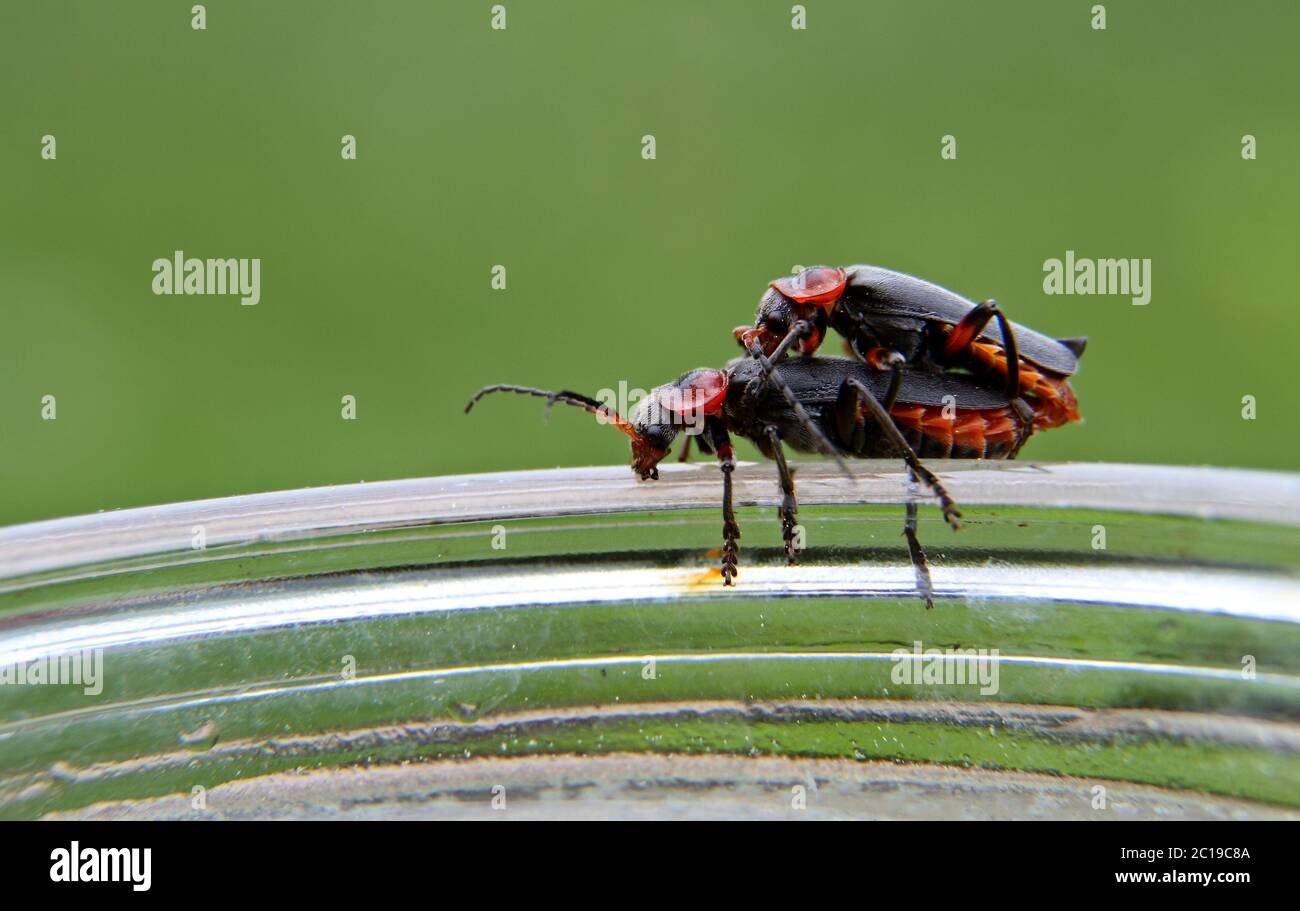 Soldier beetles (Cantharis livida) mating on the edge of a glass Stock Photo