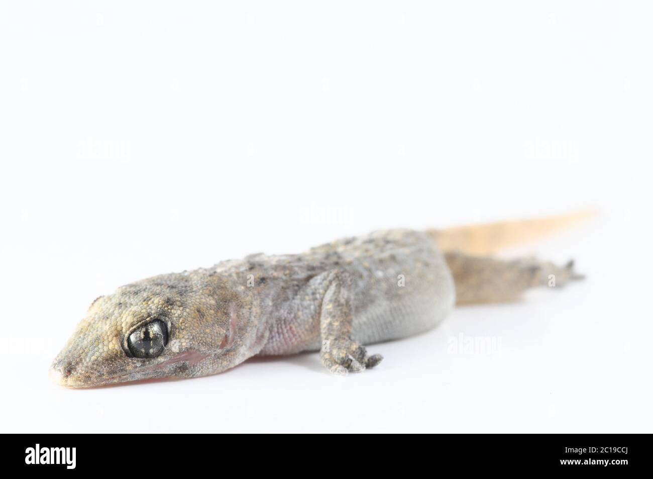 Gecko Lizard Stock Photo