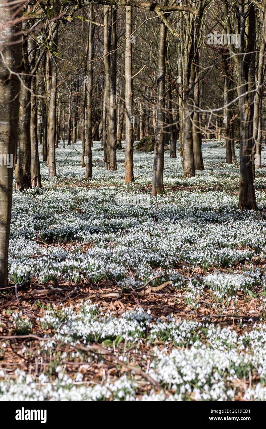 View of a wood carpeted with blooming snowdrops. Welford Park, near Newbury, Berkshire. Stock Photo