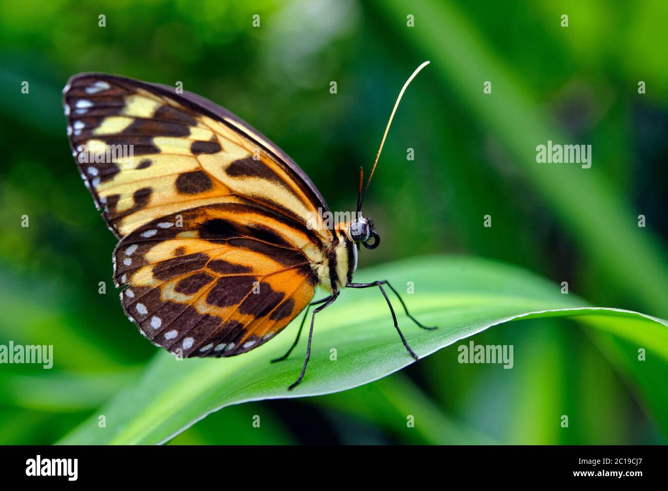 Harmonia tigerwing butterfly - Tithorea harmonia Stock Photo