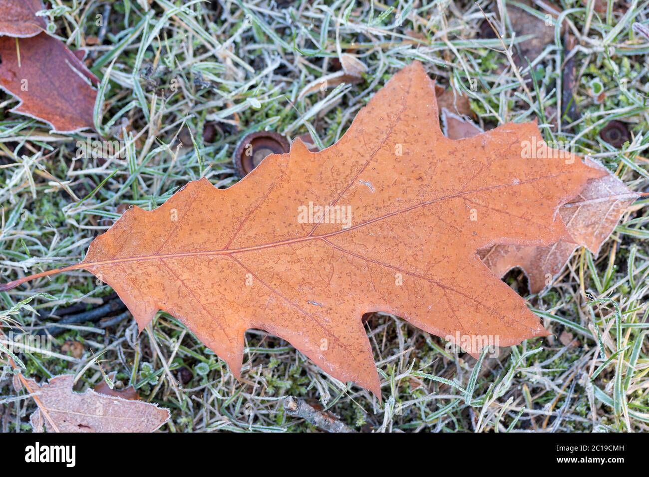 Hoar frost on oak leaf hi-res stock photography and images - Alamy