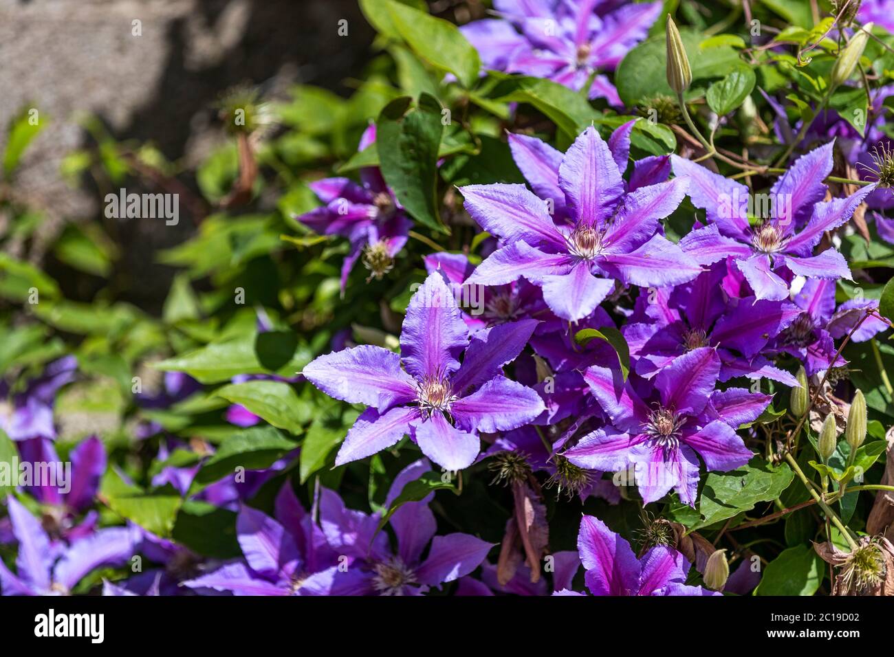 Clematis 'The President', deciduous climbing plant in full flower. Stock Photo